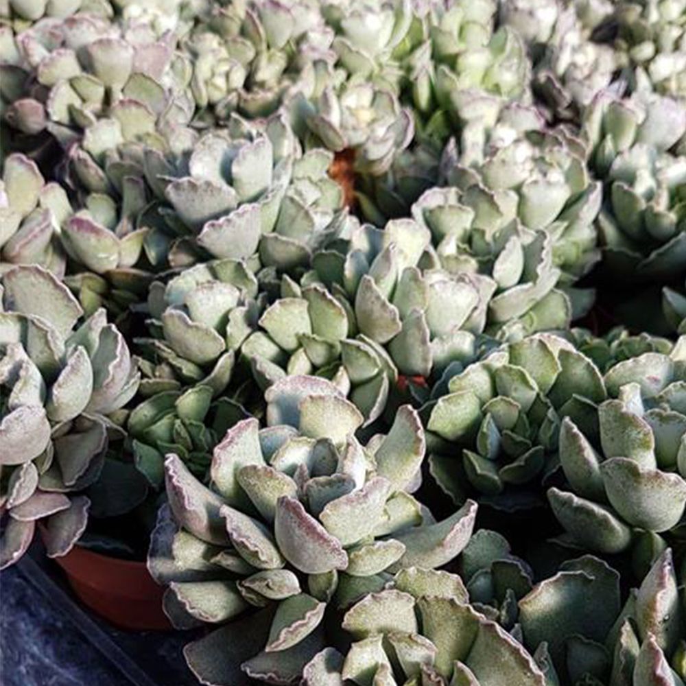 ADROMISCHUS CRISTATUS, image 