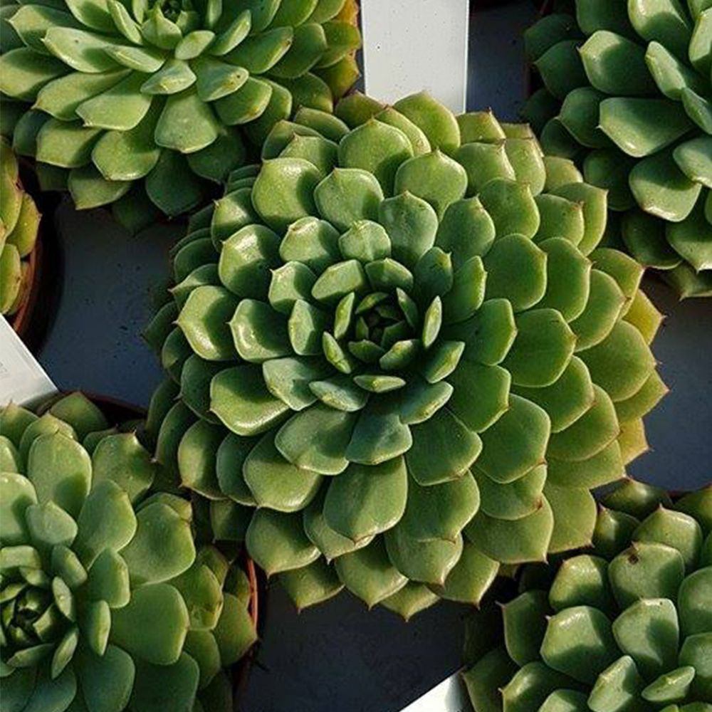 ECHEVERIA DEROSA, image 