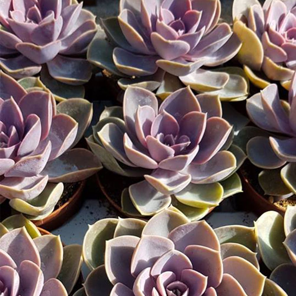 ECHEVERIA PERLE VON NURNBERG, image , 3 image