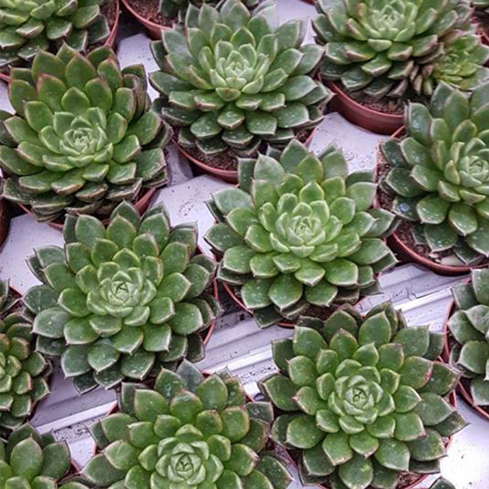 ECHEVERIA SETORUM VICTOR, image 