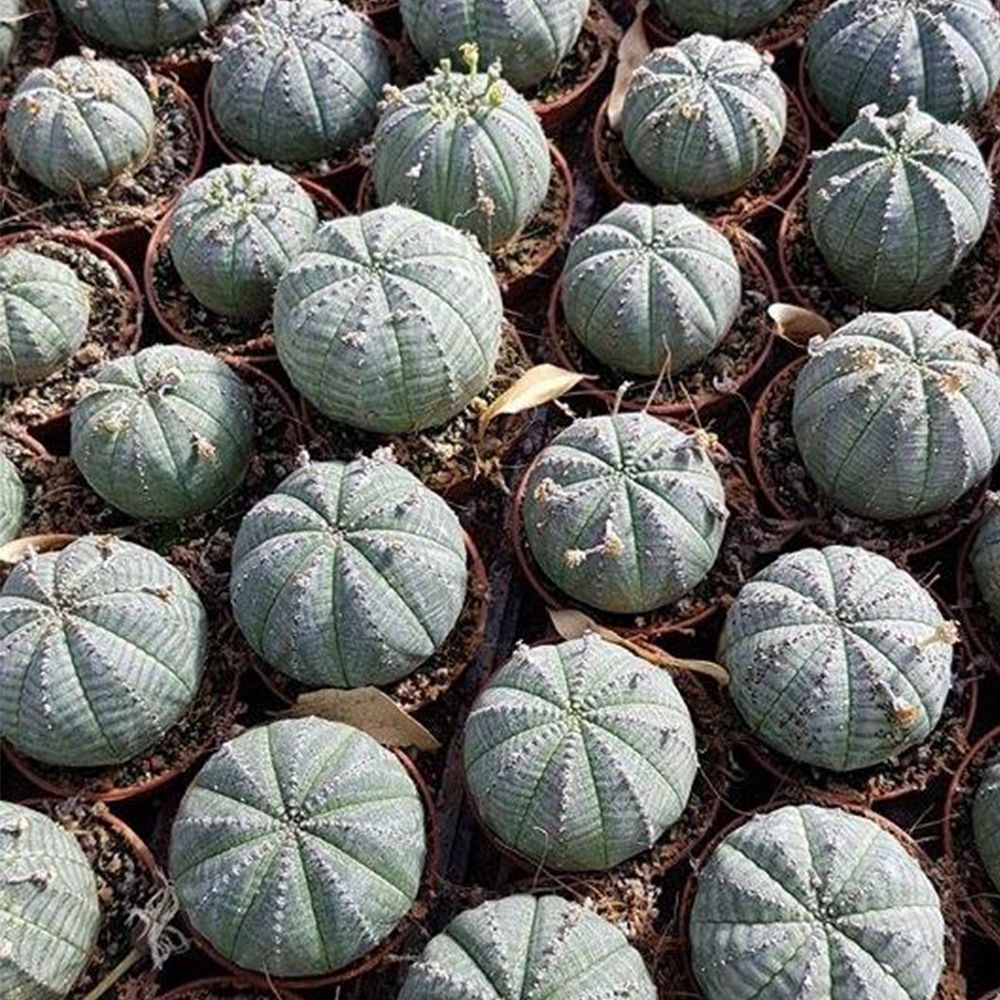 EUPHORBIA OBESA, image _ab__is.image_number.default