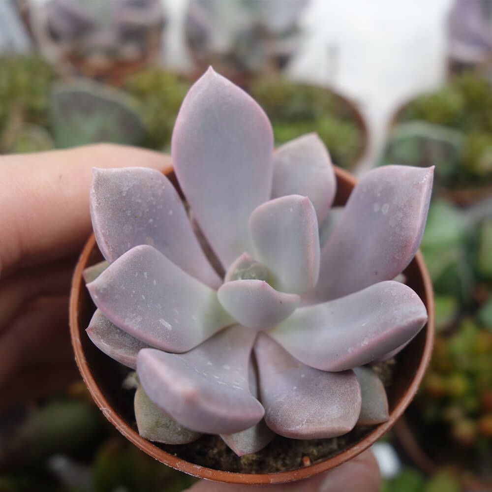 GRAPTOVERIA DEBBIE, image _ab__is.image_number.default