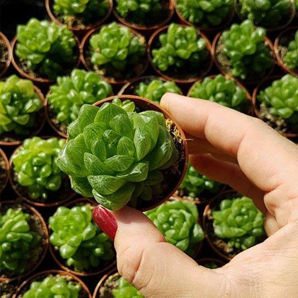 HAWORTHIA CYMBIFORMIS V. OBTUSA, image 