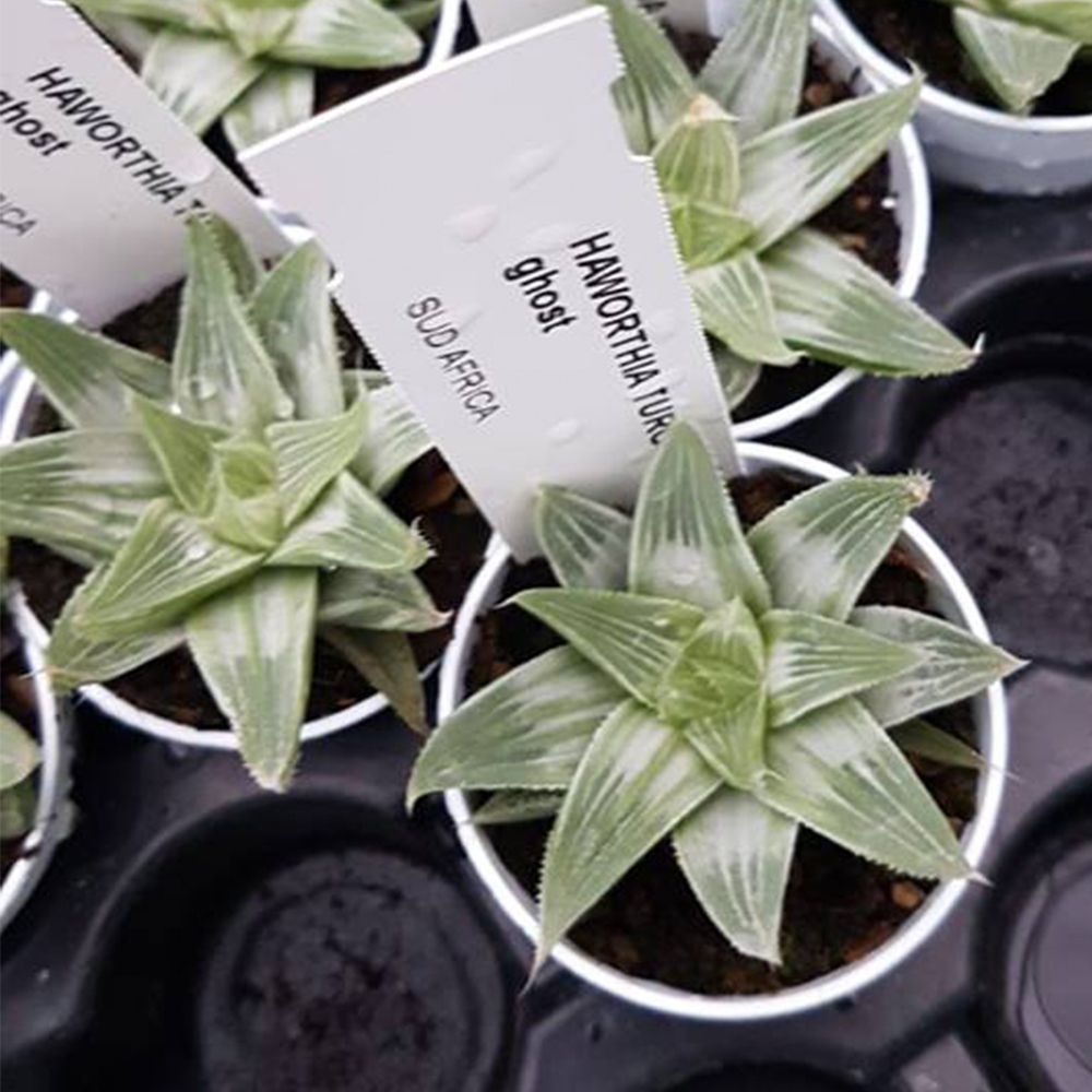 HAWORTHIA TURGIDA GREY GHOST, image 