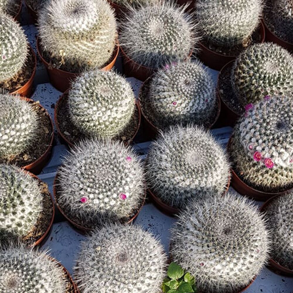 MAMMILLARIA HAHNIANA, image _ab__is.image_number.default