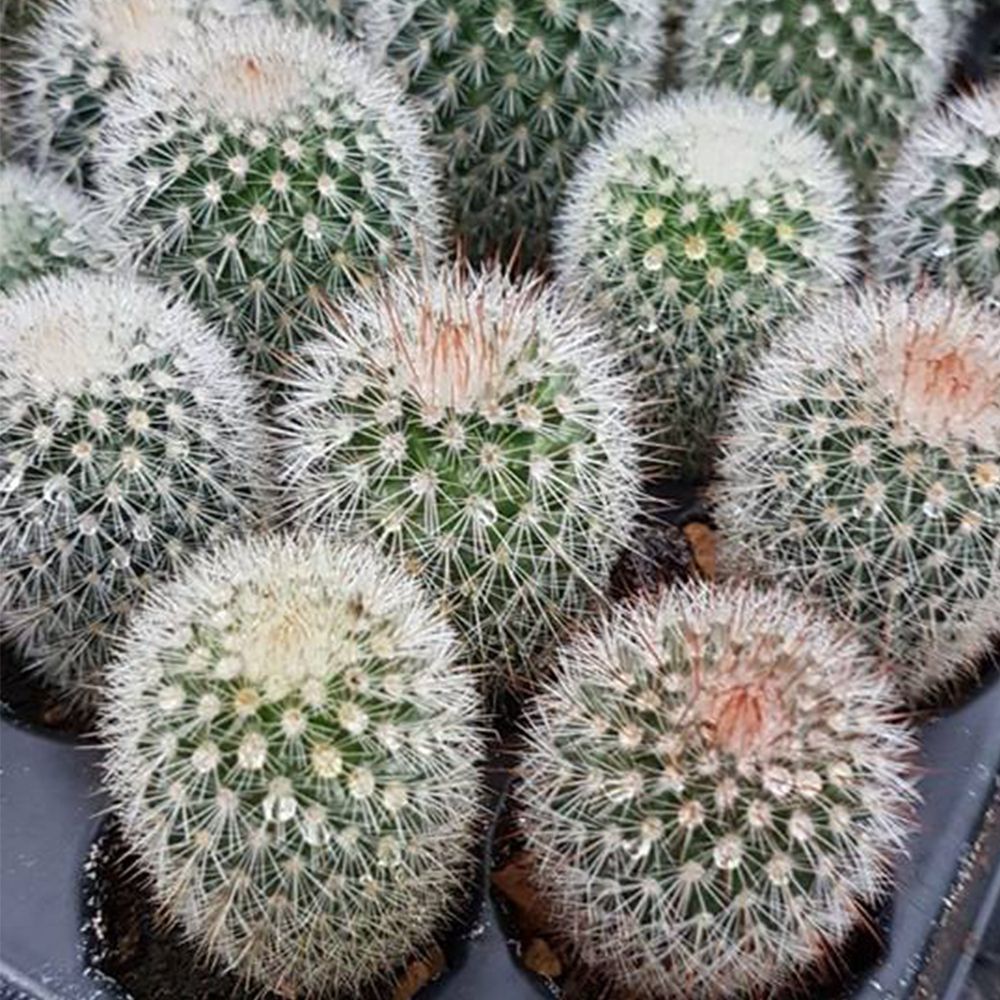 MAMMILLARIA SPINOSISSIMA RUBRISPINA, image _ab__is.image_number.default