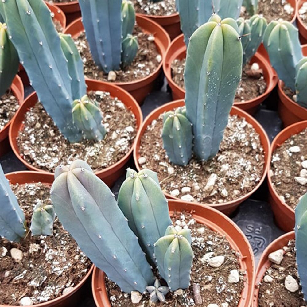 MYRTILLOCACTUS GEOMETRIZANS, image 