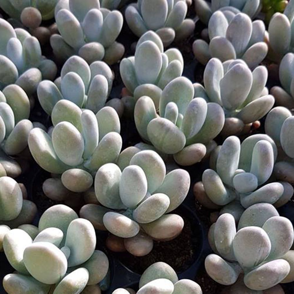 PACHYPHYTUM OVIFERUM, image _ab__is.image_number.default