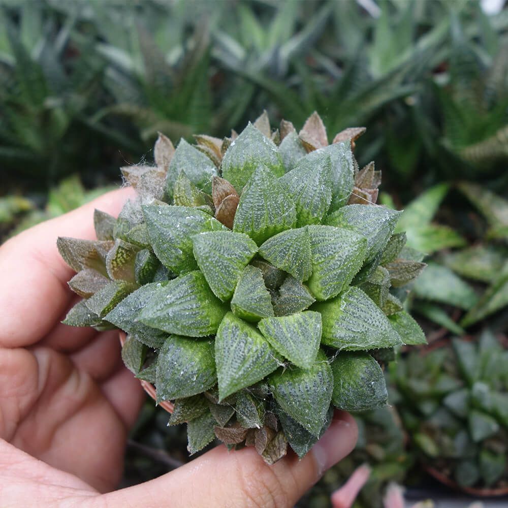 HAWORTHIA SUGAR PLUM, image 