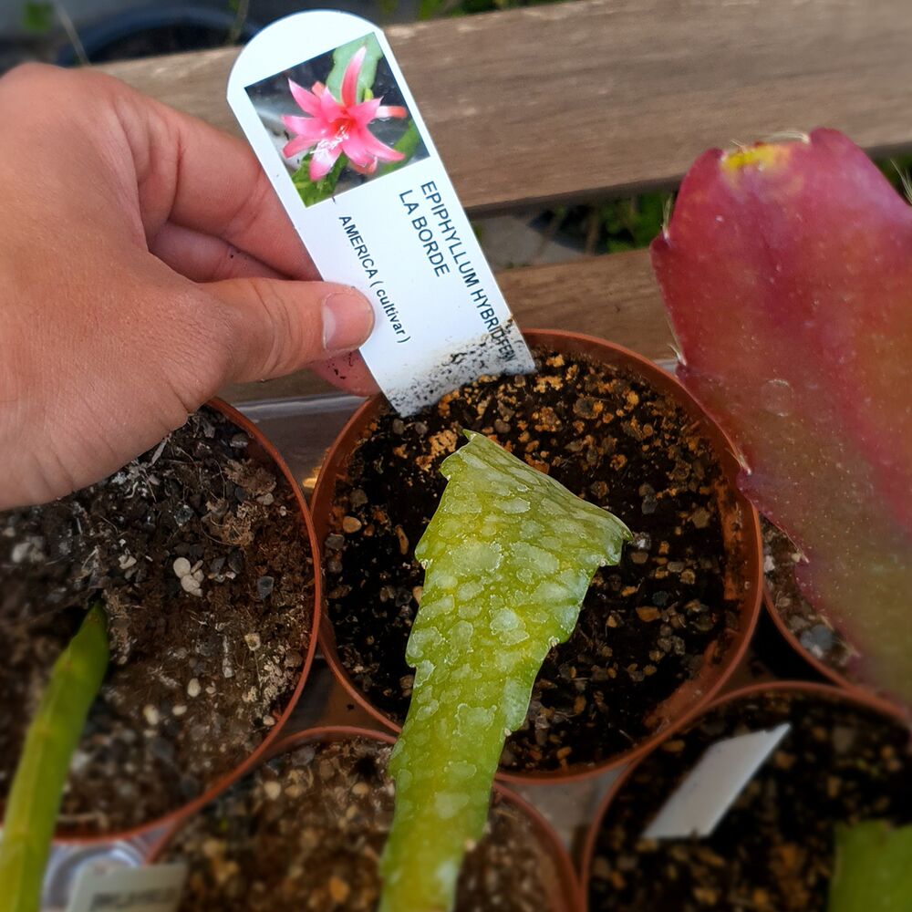 EPIPHYLLUM HYBRID FERN LA BORDE, image 