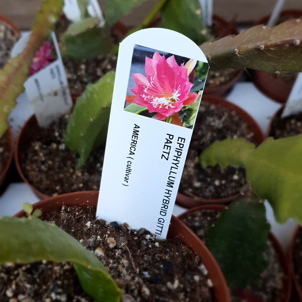 EPIPHYLLUM HYBRID GITTI PAETZ, image 