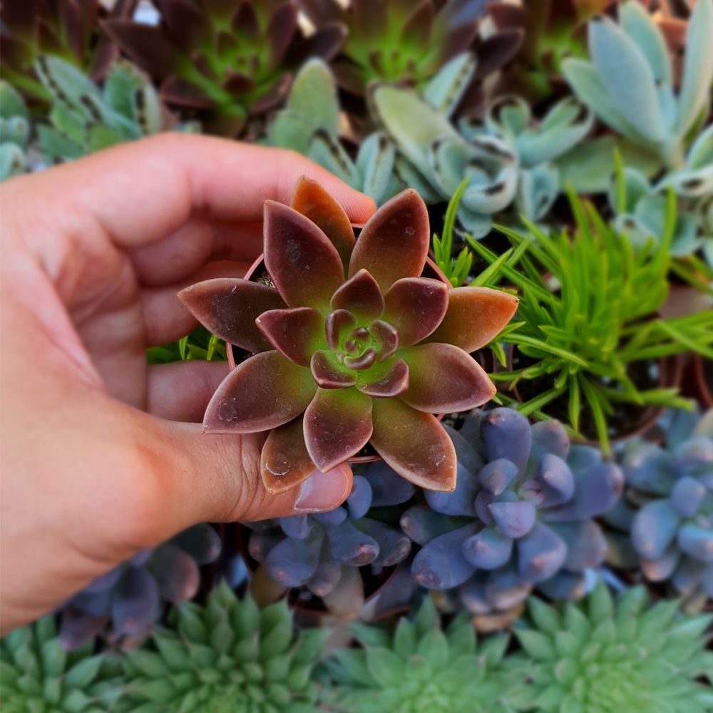 ECHEVERIA GOTHIKA, image 