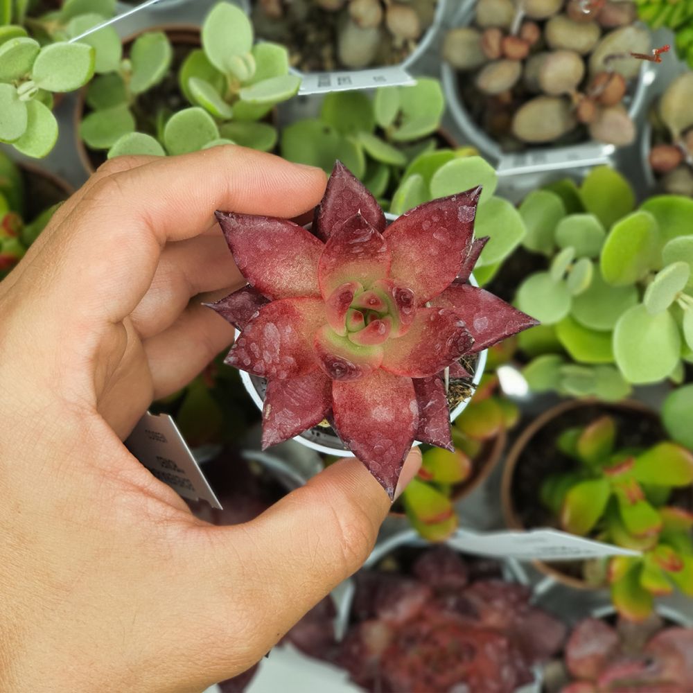 ECHEVERIA AGAVOIDES ROMEO RUBIN, image _ab__is.image_number.default