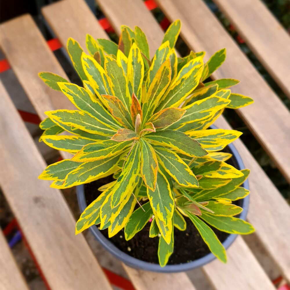 EUPHORBIA MARTINII ASCOT RAINBOW, image 