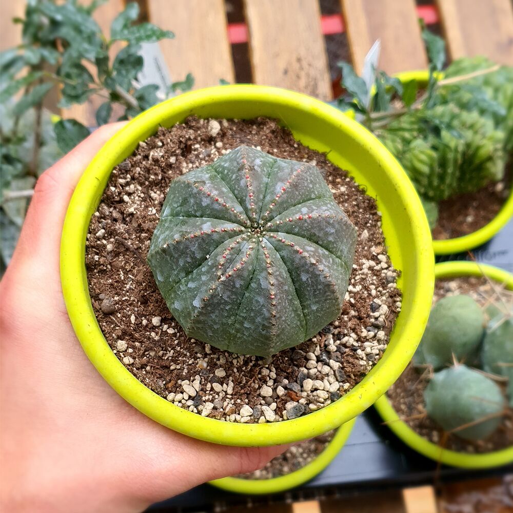 EUPHORBIA OBESA, image _ab__is.image_number.default