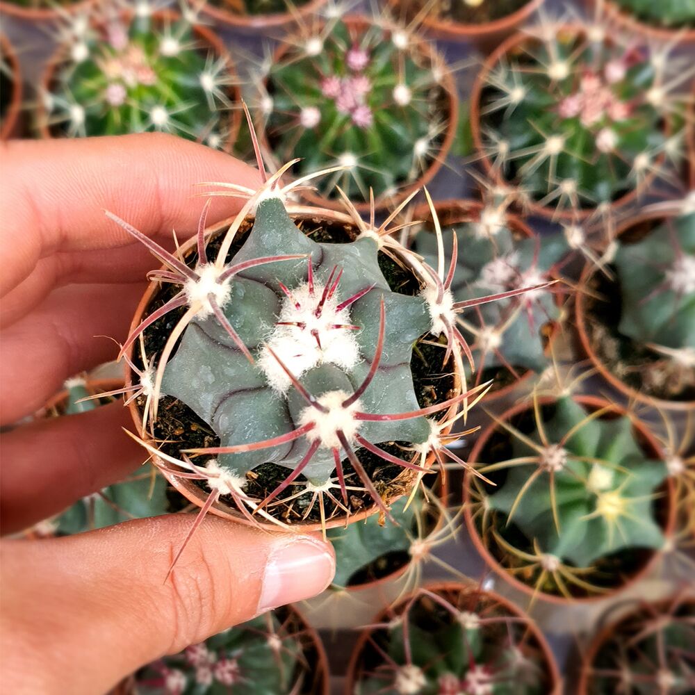 FEROCACTUS EMORYI, image 