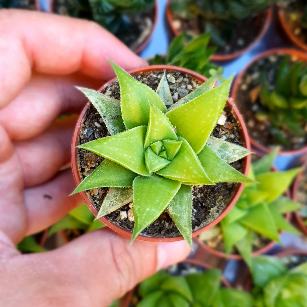 HAWORTHIA ANGUSTIFOLIA, image 