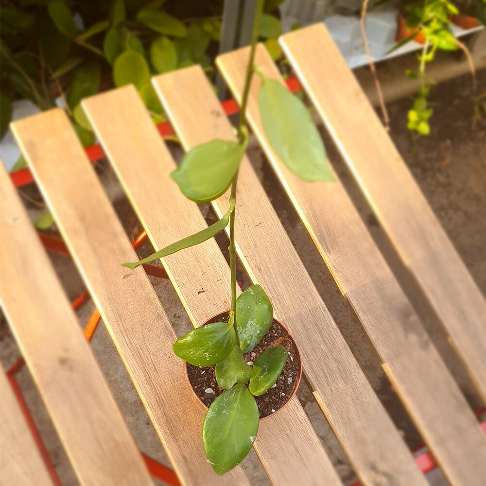 HOYA ANULATA, image 