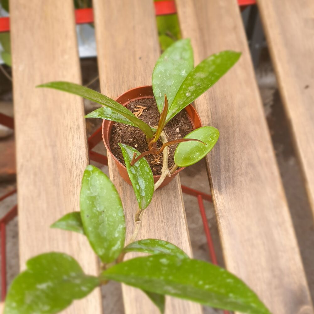 HOYA PUBICALYX RED BUTTONS, image 