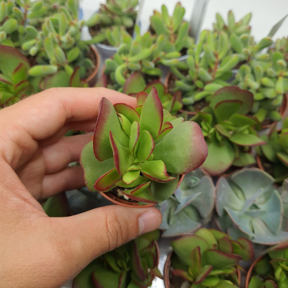 CRASSULA CULTRATA, image 