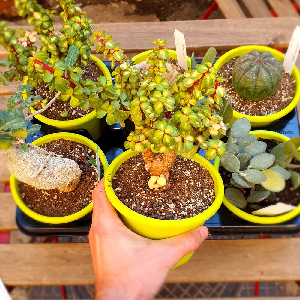 PORTULACARIA AFRA MEDIOPICTA (PREBONSAI), image 