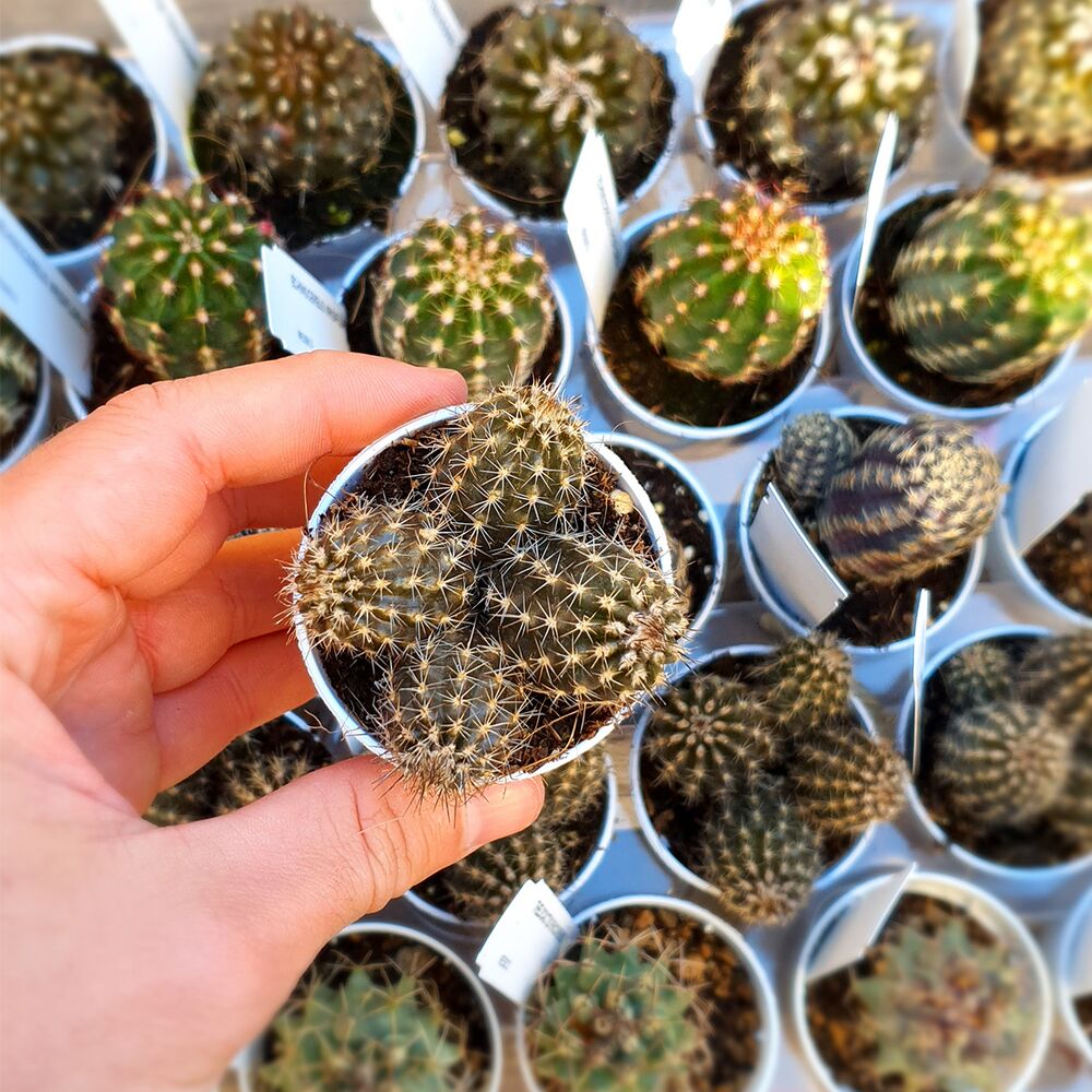 SETIECHINOPSIS MIRABILIS, image 