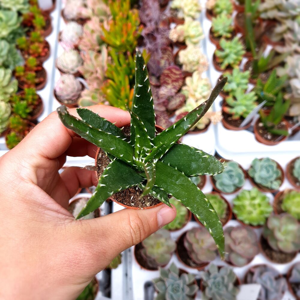 ALOE MELANACANTHA, image 