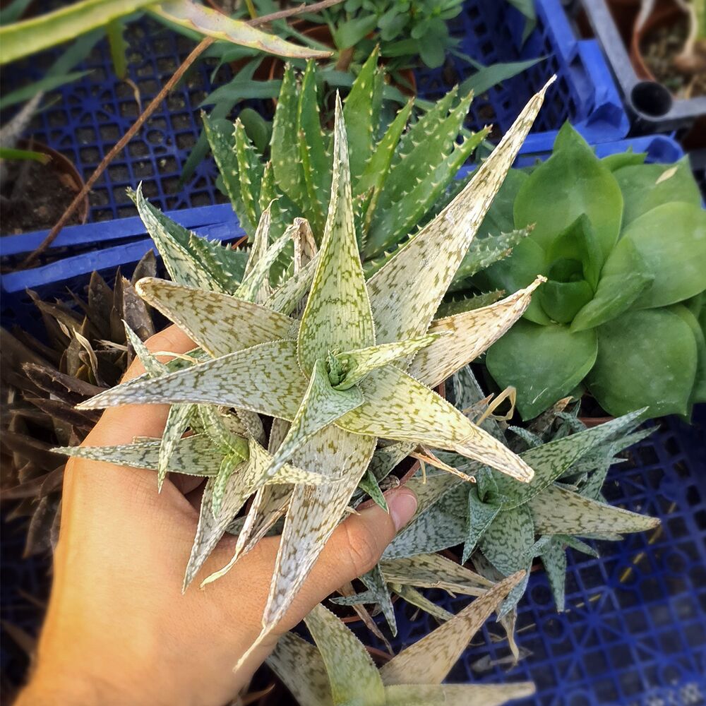 ALOE RAUHII CV. SNOWFLAKE, image 