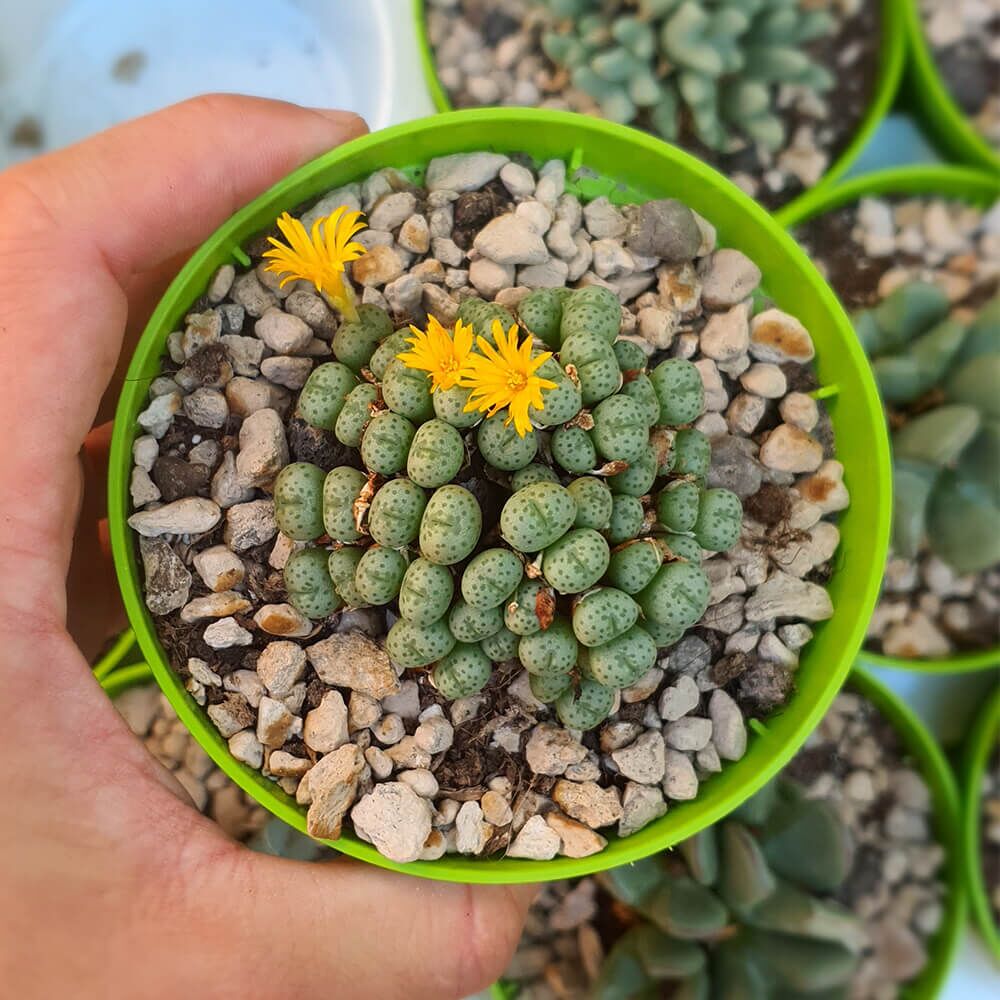 CONOPHYTUM MEYERI, image 