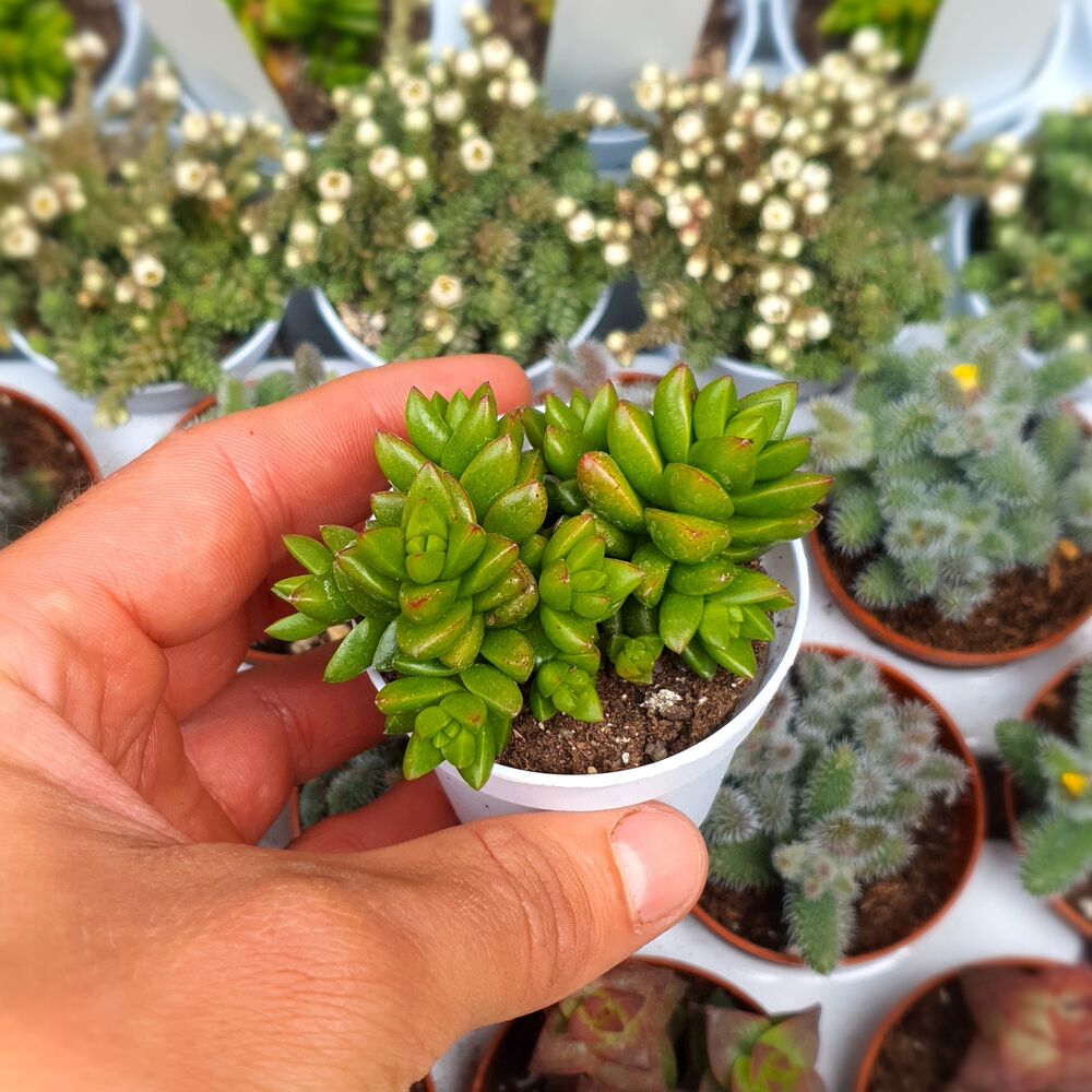 CRASSULA MARCHANDII HYBRID, image 