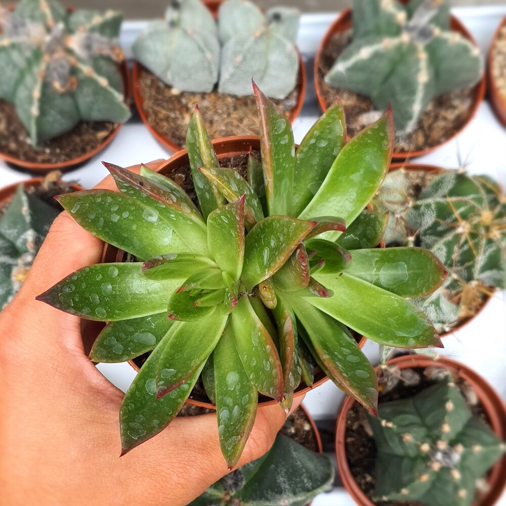 ECHEVERIA AGAVOIDES CHRISTMAS, image 