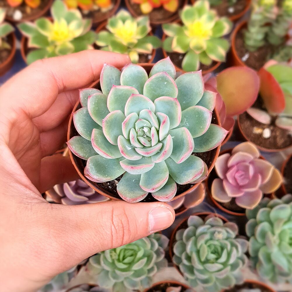 ECHEVERIA APUS, image 