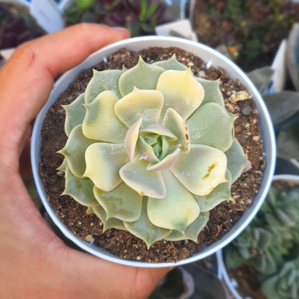 ECHEVERIA LOLA VARIEGATA, image 