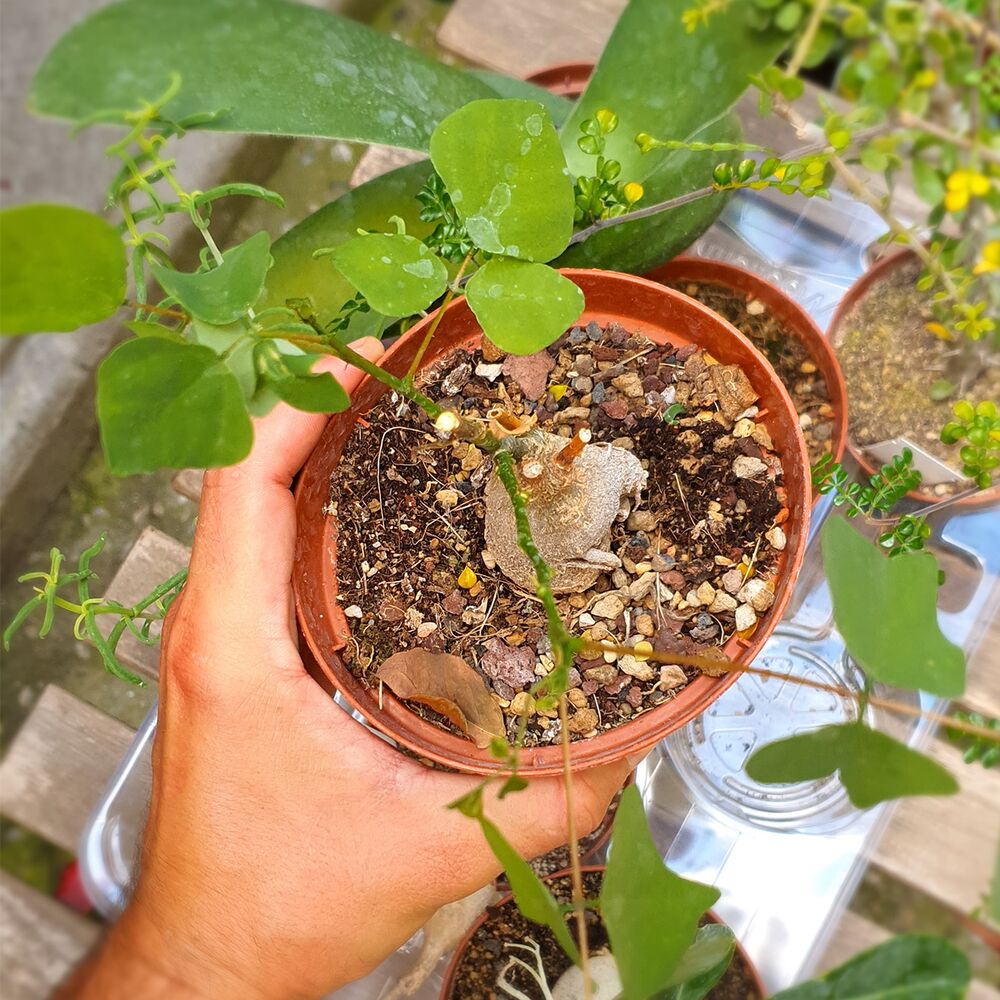 ERYTHRINA HERBACEA, image 