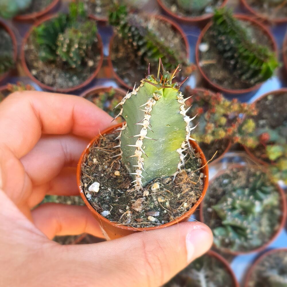 EUPHORBIA POLYACANTHA, image 