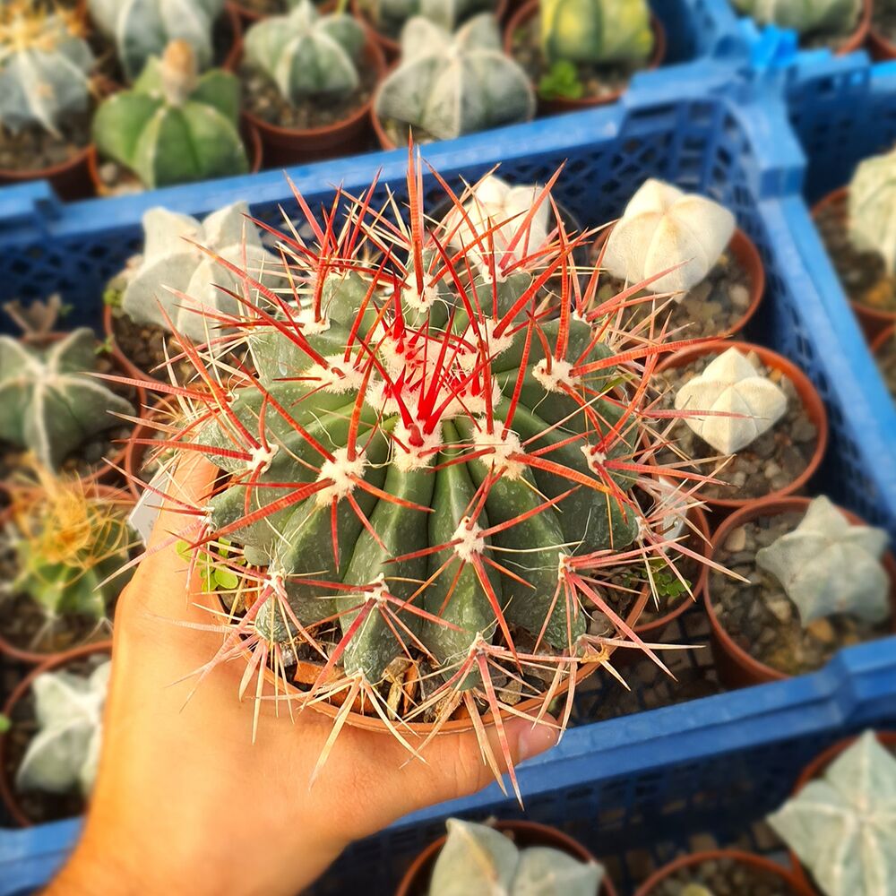 FEROCACTUS STAINESII, image 