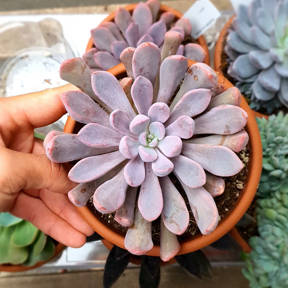 GRAPTOVERIA TOPSY DEBBIE, image 