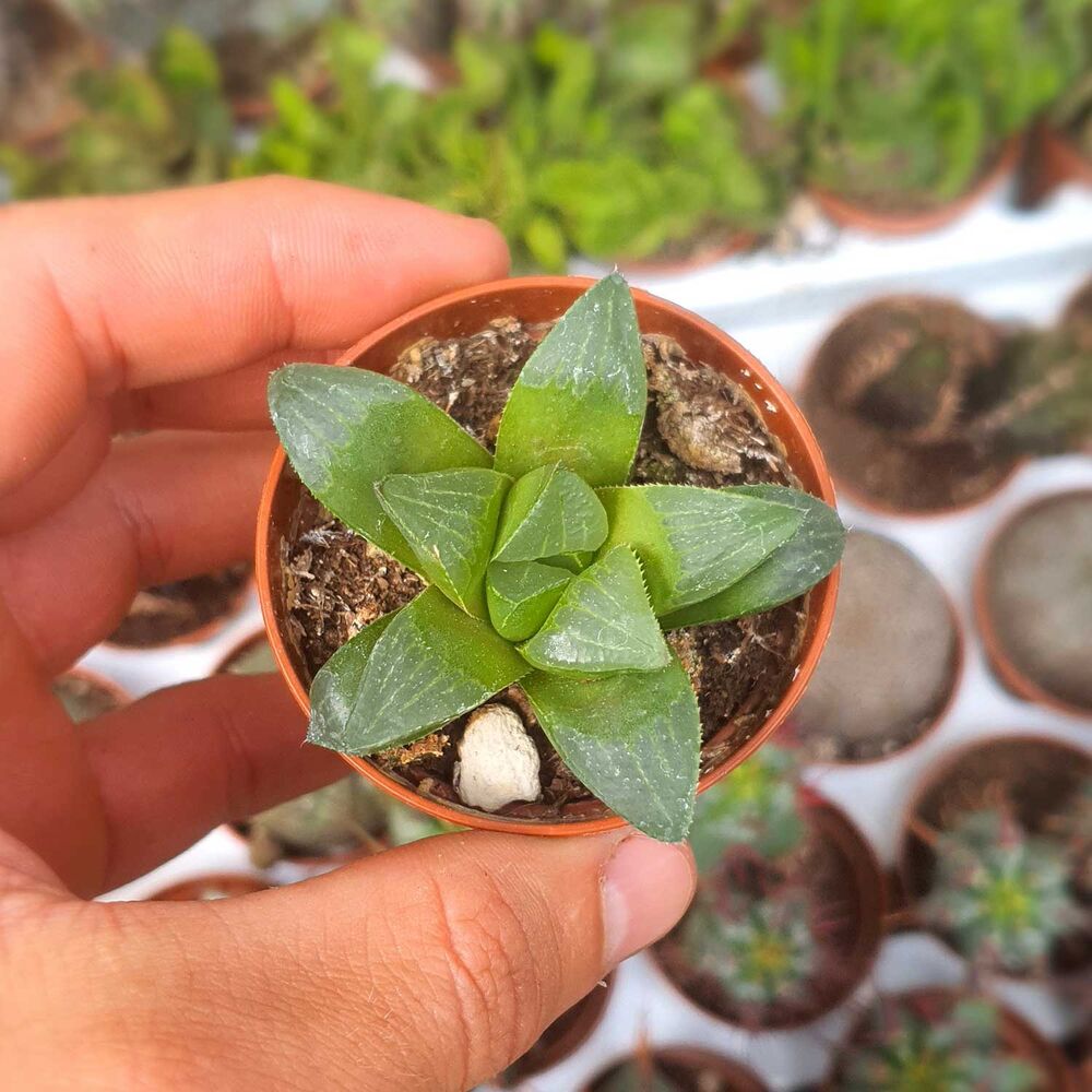 HAWORTHIA RETUSA, image 