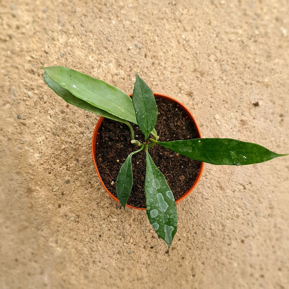 HOYA GRIFFITHII, image 