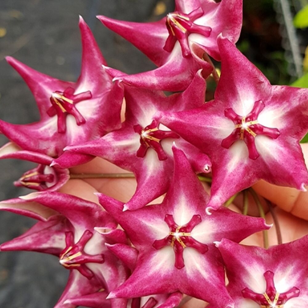 HOYA ONYCHOIDES, image 