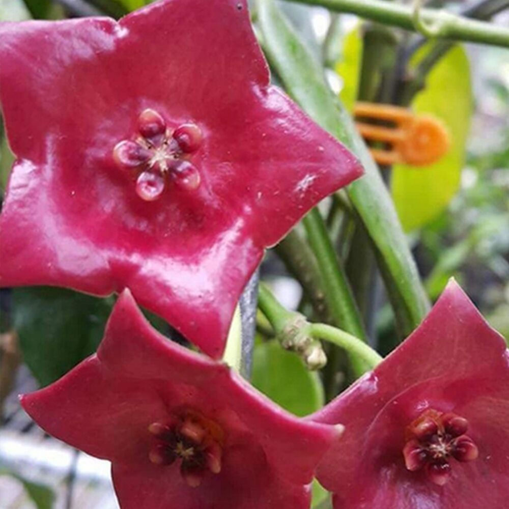 HOYA SUSSUELA, image 