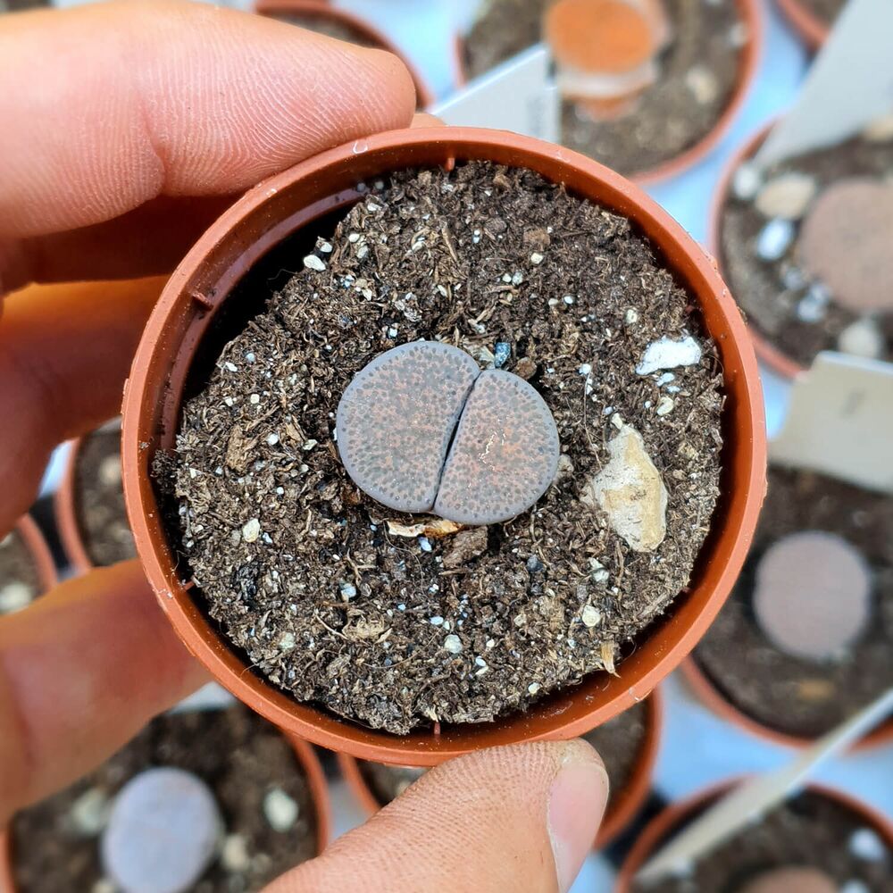 LITHOPS TERRICOLOR C254, image _ab__is.image_number.default