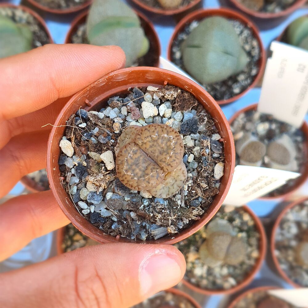 LITHOPS BROMFIELDII V. GLAUDINAE C382, image 