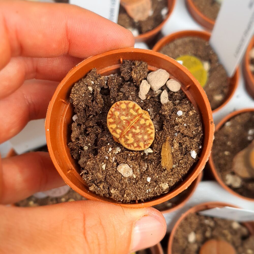 LITHOPS DOROTHEAE F357, image _ab__is.image_number.default