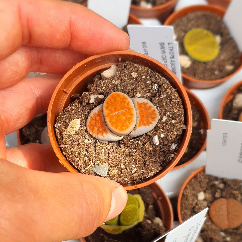 LITHOPS KARASMONTANA ORANGE ICE HSG2175, image _ab__is.image_number.default