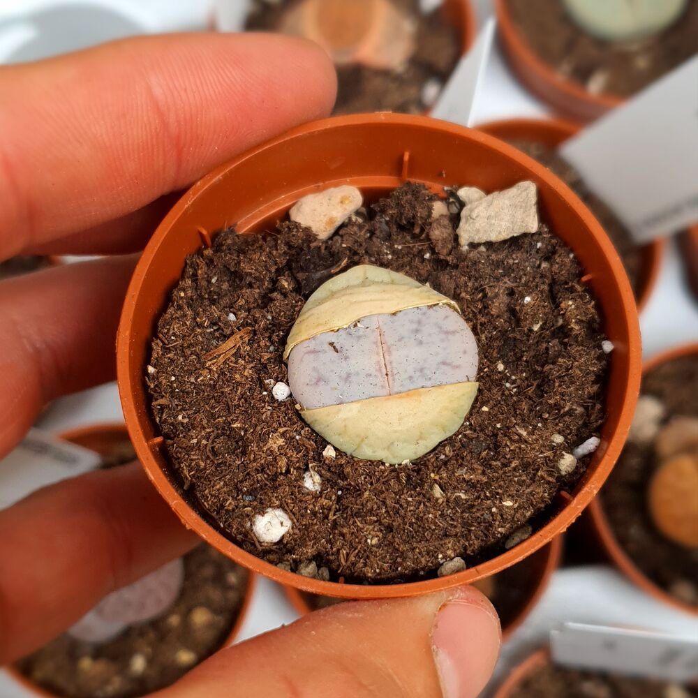 LITHOPS PSEUDOTRUNCATELLA RIEHMARAE C97, image 