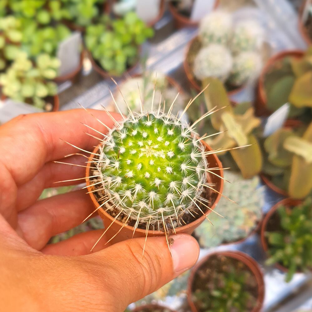 MAMMILLARIA GEMINISPINA, image 