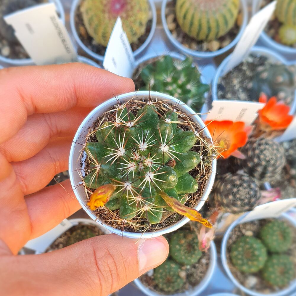 MAMMILLARIA MELALEUCA, image 