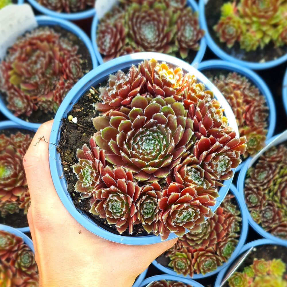 SEMPERVIVUM CASSIOPEIA, image _ab__is.image_number.default