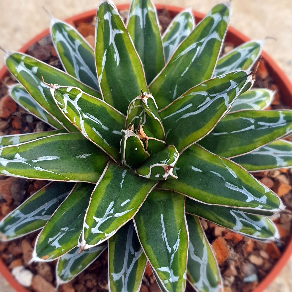 AGAVE VICTORIAE-REGINAE RING OF GOLD, image _ab__is.image_number.default